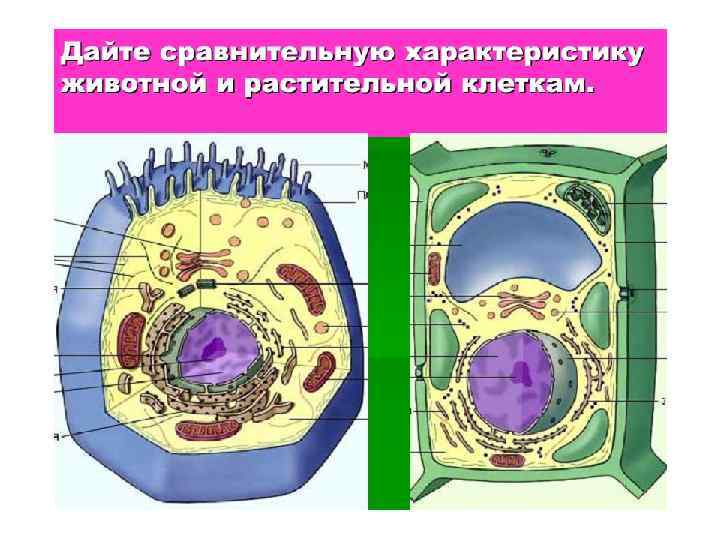 Рисунок животная и растительная клетка рисунок с подписями