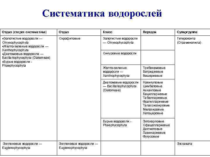 Систематика водорослей Отдел (старая систематика) Отдел Класс Золотистые водоросли — Chrysophycophyta Желто-зеленые водоросли —