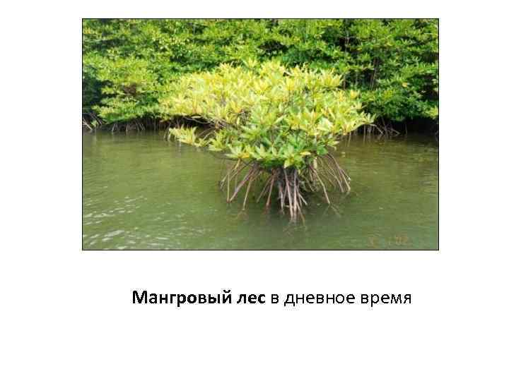 Мангровый лес в дневное время 
