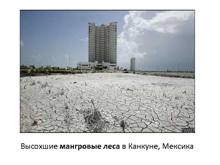 Высохшие мангровые леса в Канкуне, Мексика 