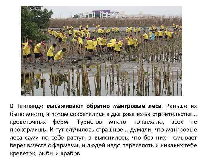 В Таиланде высаживают обратно мангровые леса. Раньше их было много, а потом сократились в