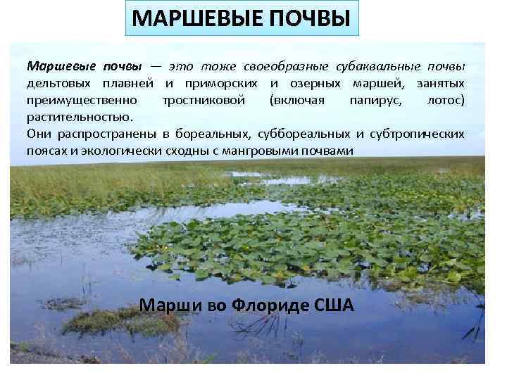 МАРШЕВЫЕ ПОЧВЫ Маршевые почвы — это тоже своеобразные субаквальные почвы дельтовых плавней и приморских