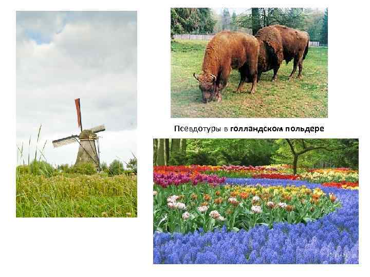 Псевдотуры в голландском польдере 