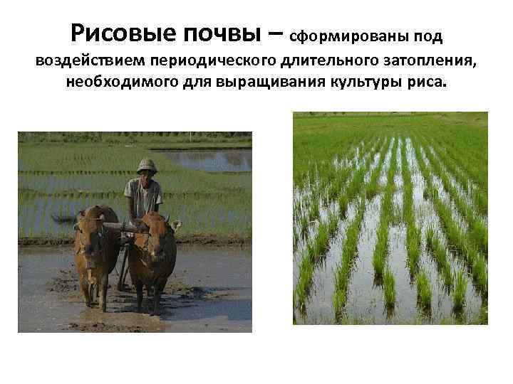 Рисовые почвы – сформированы под воздействием периодического длительного затопления, необходимого для выращивания культуры риса.