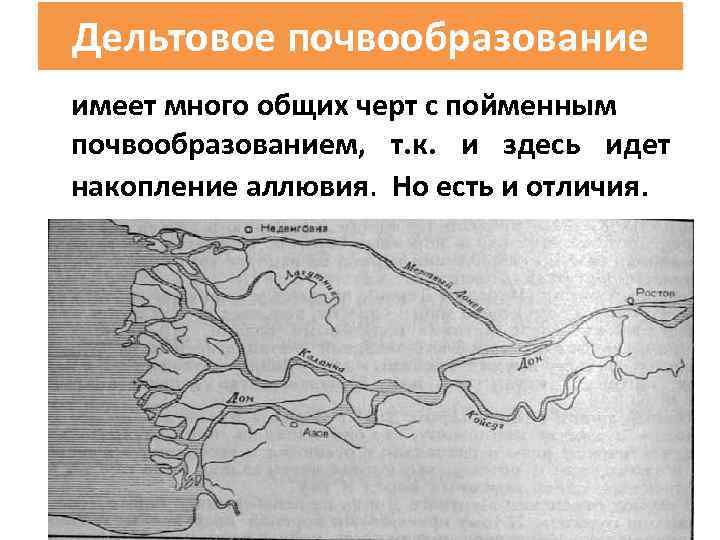 Дельтовое почвообразование имеет много общих черт с пойменным почвообразованием, т. к. и здесь идет