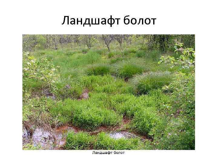 Ландшафт болот 