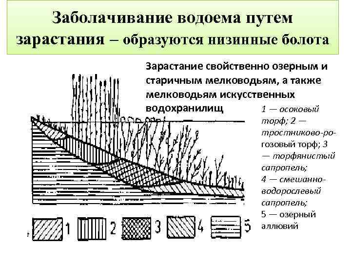 По предоставленному рисунку установите последовательность зарастания водоема