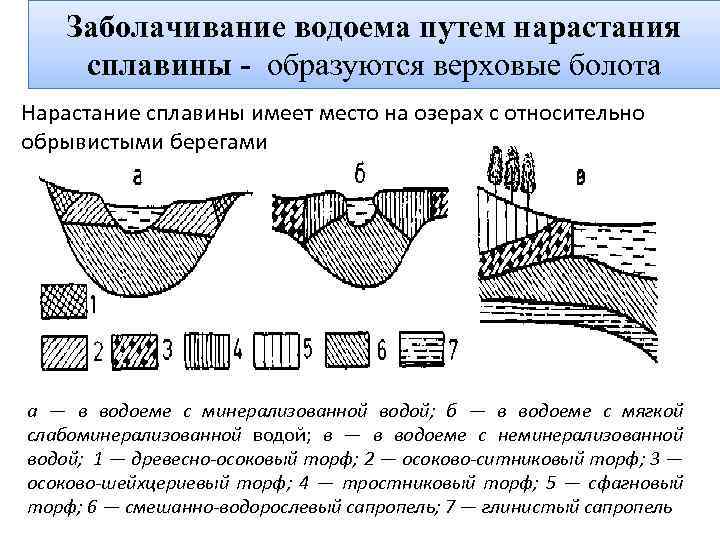 Заболачивание водоема путем нарастания сплавины - образуются верховые болота Нарастание сплавины имеет место на