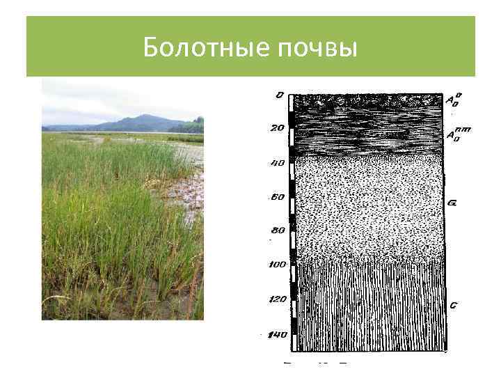 Болотные почвы 