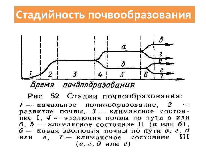 Стадийность почвообразования 