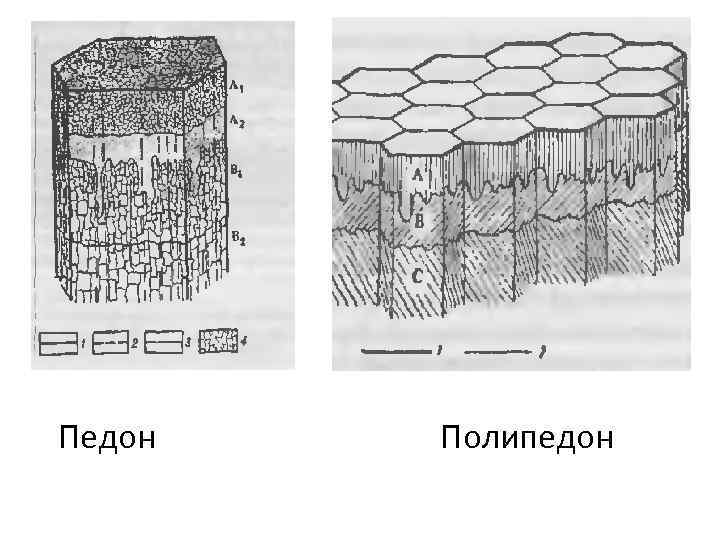 Педон Полипедон 