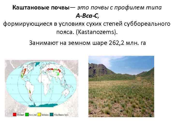 Каштановые почвы— это почвы с профилем типа А-Вса-С, формирующиеся в условиях сухих степей суббореального