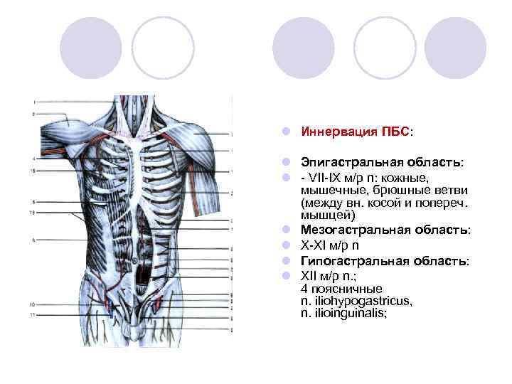 l Иннервация ПБС: l Эпигастральная область: l - VII-IX м/р n: кожные, мышечные, брюшные