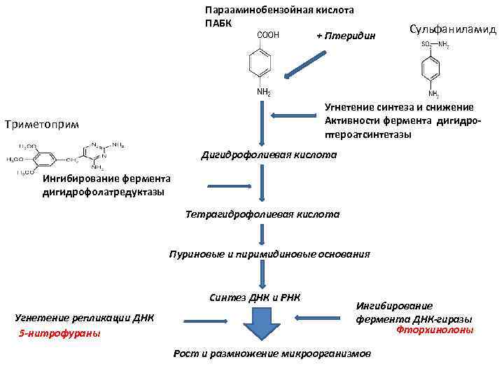 Парааминобензойная кислота ПАБК + Птеридин Сульфаниламид Угнетение синтеза и снижение Активности фермента дигидроптероатсинтетазы Триметоприм