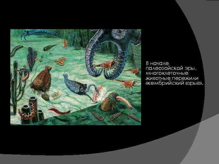  В начале палеозойской эры, многоклеточные животные пережили «кембрийский взрыв» . 