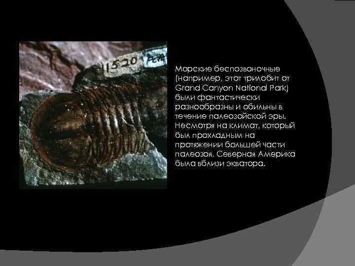  Морские беспозвоночные (например, этот трилобит от Grand Canyon National Park) были фантастически разнообразны