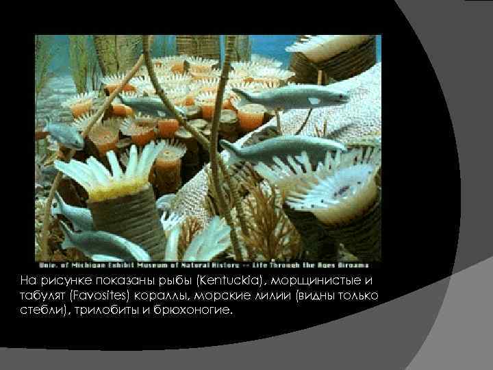  На рисунке показаны рыбы (Kentuckia), морщинистые и табулят (Favosites) кораллы, морские лилии (видны