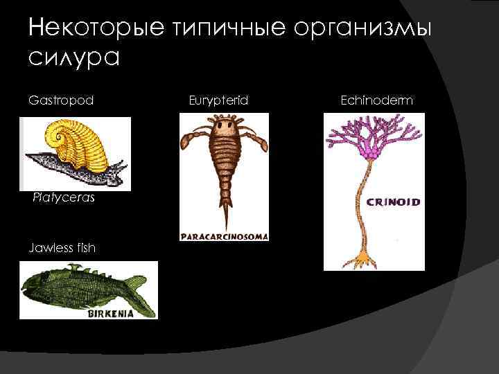 Некоторые типичные организмы силура Gastropod Platyceras Jawless fish Eurypterid Echinoderm 