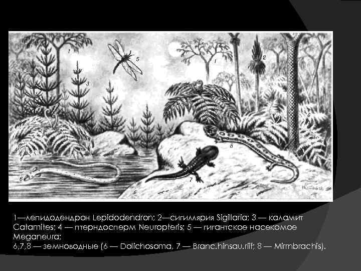 1—лепидодендрон Lepidodendron; 2—сигиллярия Sigillaria; 3 — каламит Catamites; 4 — птерндосперм Neuropteris; 5 —