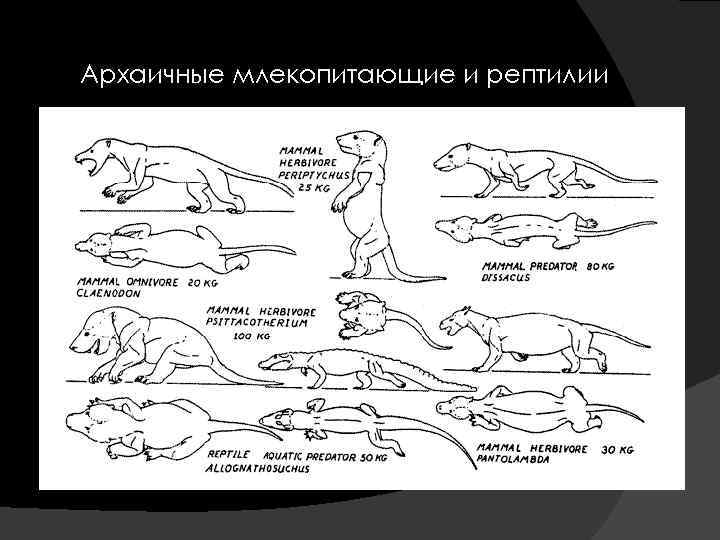 Выберите признаки характеризующие прогрессивное развитие рептилий. Зверозубый ящер черты. Происхождение пресмыкающихся зверозубые ящеры. Эволюция рептилий схема. Черты прогрессивной эволюции млекопитающих.