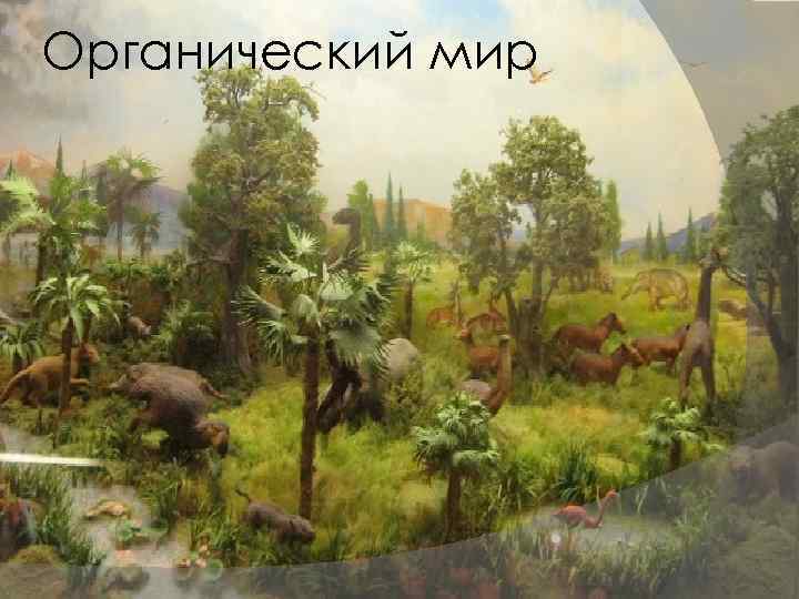 Органический мир 