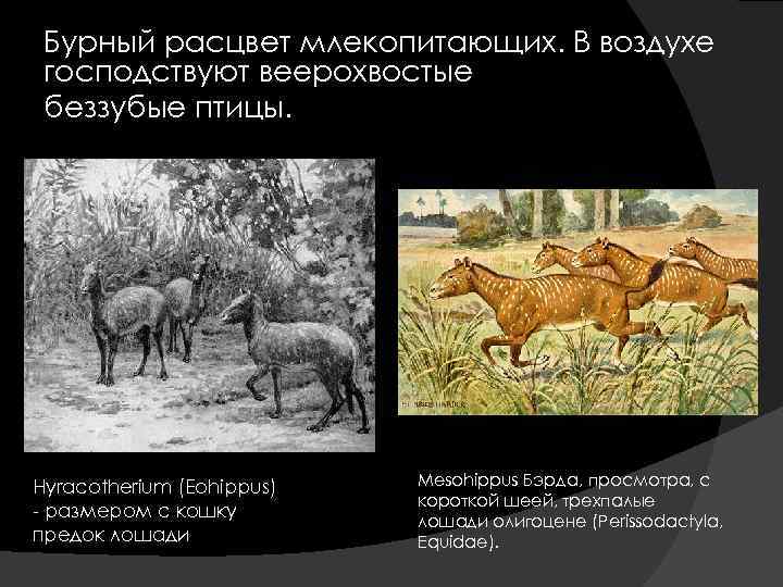Бурный расцвет млекопитающих. В воздухе господствуют веерохвостые беззубые птицы. Hyracotherium (Eohippus) - размером с