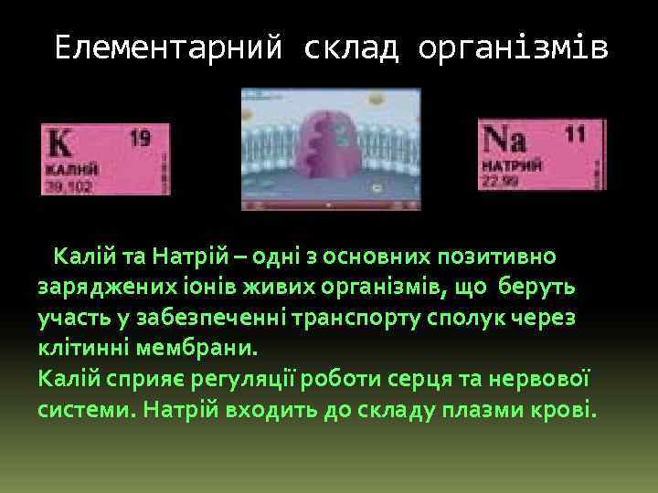 Елементарний склад організмів Калій та Натрій – одні з основних позитивно заряджених іонів живих