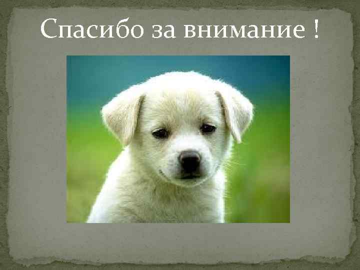 Спасибо за внимание ! 