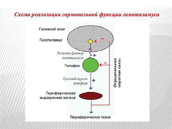 Схема реализации гормональной функции гипоталамуса 