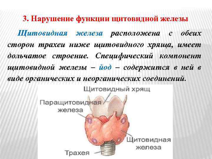 3. Нарушение функции щитовидной железы Щитовидная железа расположена с обеих сторон трахеи ниже щитовидного