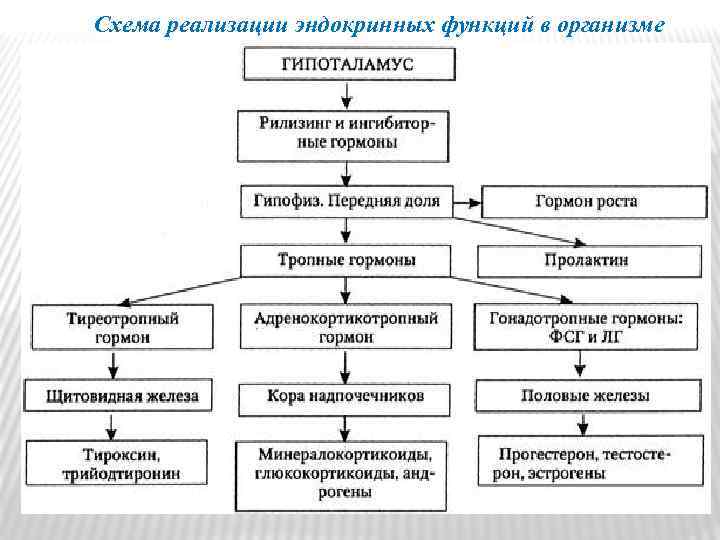 Схема реализации эндокринных функций в организме 