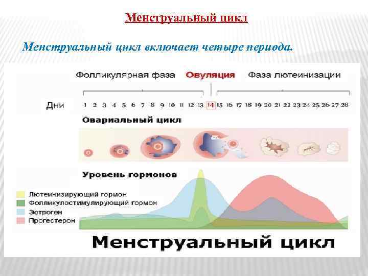 Менструальный цикл включает четыре периода. 