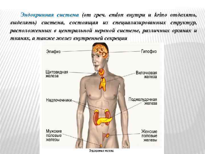 Эндокринная система (от греч. endon внутри и krino отделять, выделять) система, состоящая из специализированных