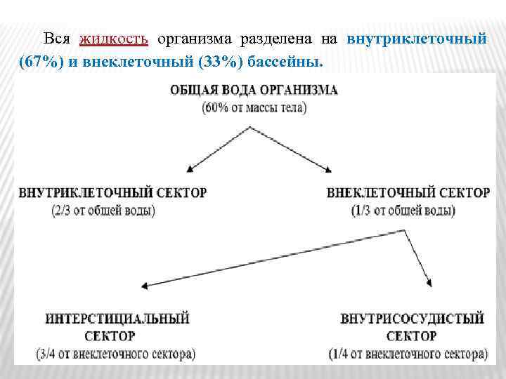 Вся жидкость организма разделена на внутриклеточный (67%) и внеклеточный (33%) бассейны. 