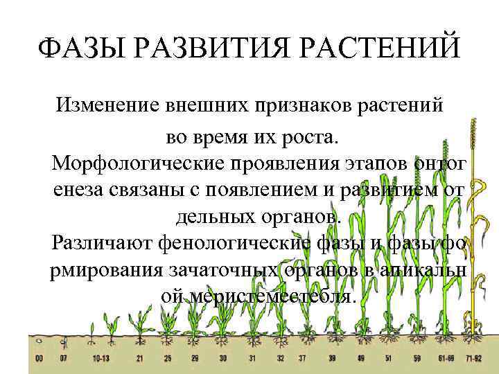 ФАЗЫ РАЗВИТИЯ РАСТЕНИЙ Изменение внешних признаков растений во время их роста. Морфологические проявления этапов