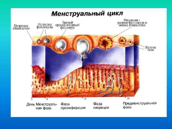 Физиология менструационного цикла презентация