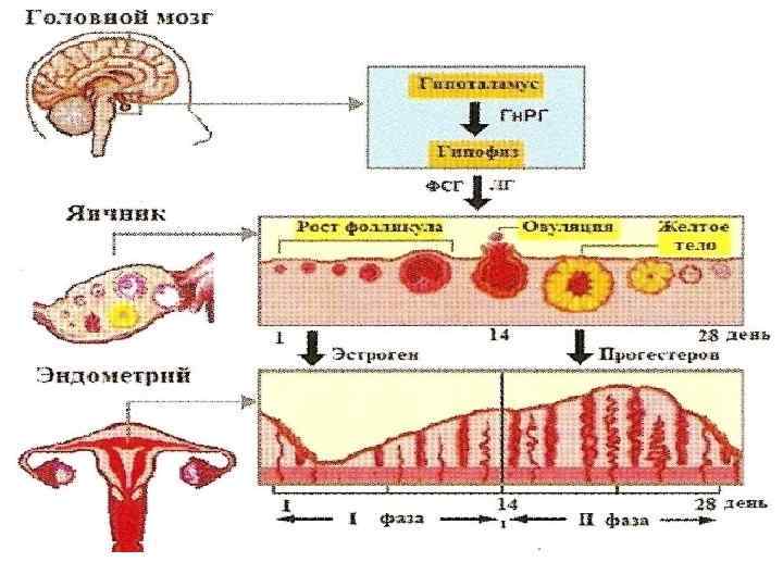 Как происходят месячные внутри организма женщины схема