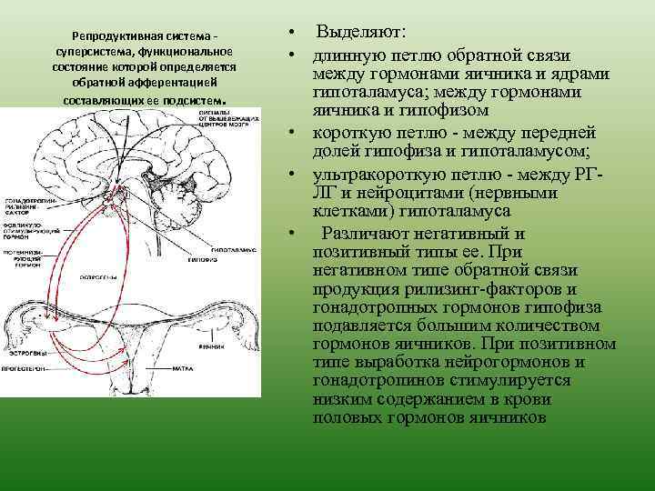 Репродуктивная система суперсистема, функциональное состояние которой определяется обратной афферентацией составляющих ее подсистем. • Выделяют: