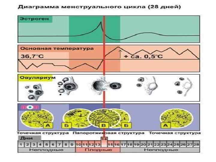 Презентация на тему менструационный цикл и регуляция