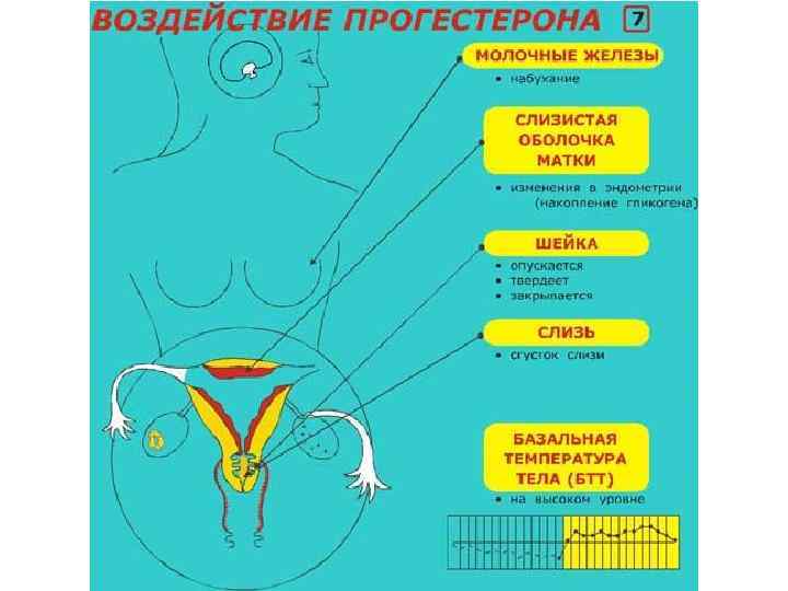 Презентация на тему менструационный цикл и регуляция