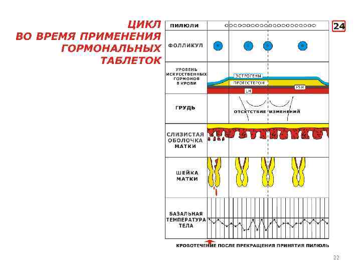 Презентация на тему менструационный цикл и регуляция