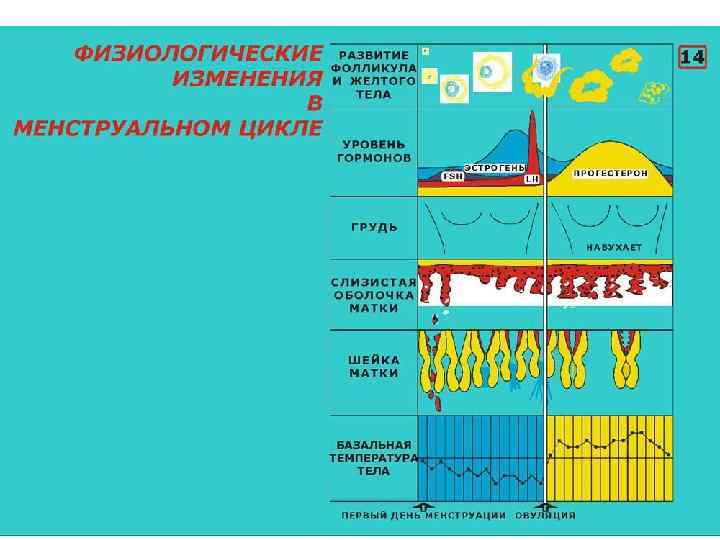 Презентация на тему менструационный цикл и регуляция