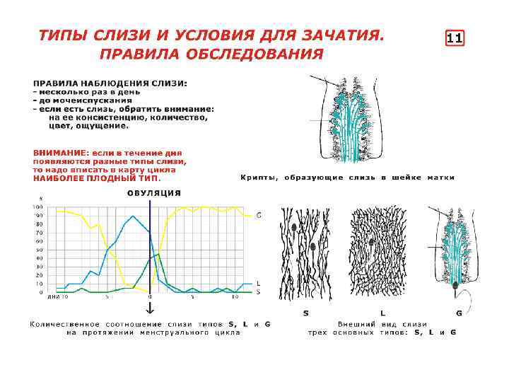 Физиология менструационного цикла презентация