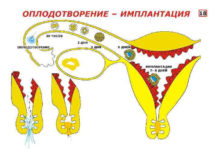 Презентация на тему менструационный цикл и регуляция