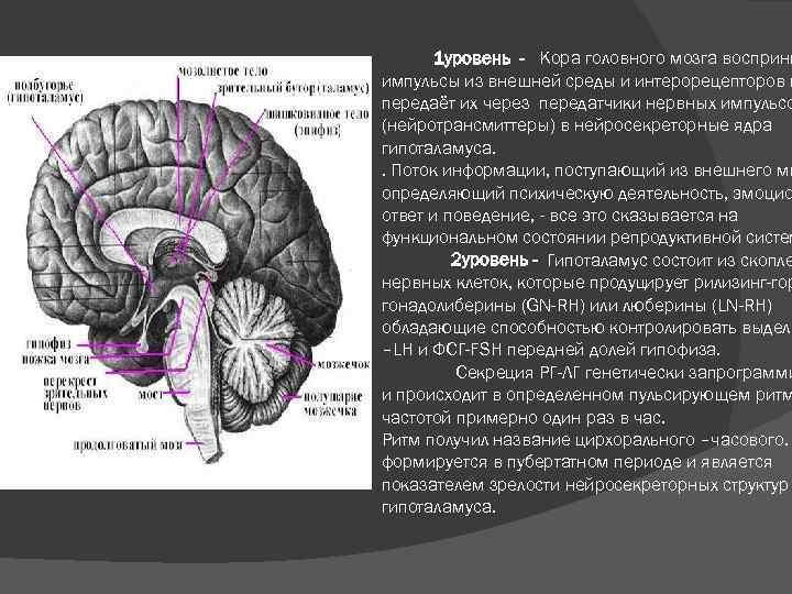 1 уровень - Кора головного мозга восприни импульсы из внешней среды и интерорецепторов и