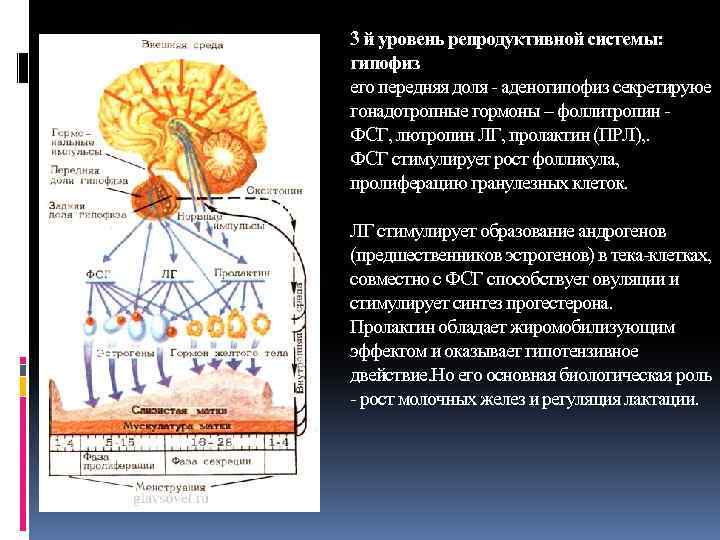 Гонадотропный гормон вырабатывается в