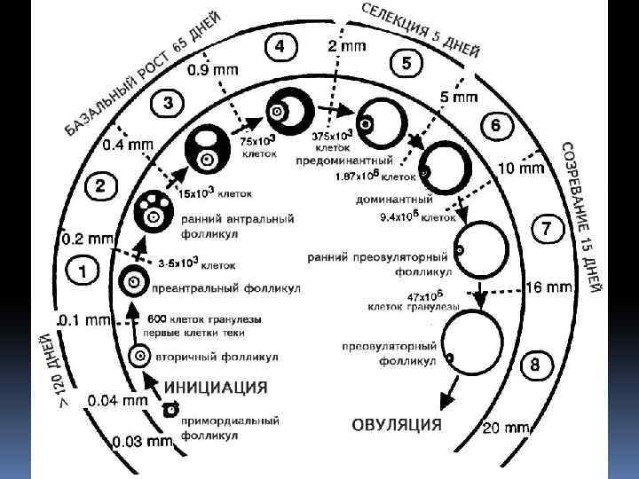 Регуляция менструационного цикла схема