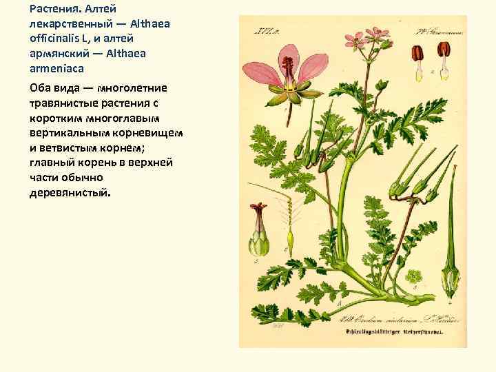 Растения. Алтей лекарственный — Althaea officinalis L, и алтей армянский — Althaea armeniaca Оба