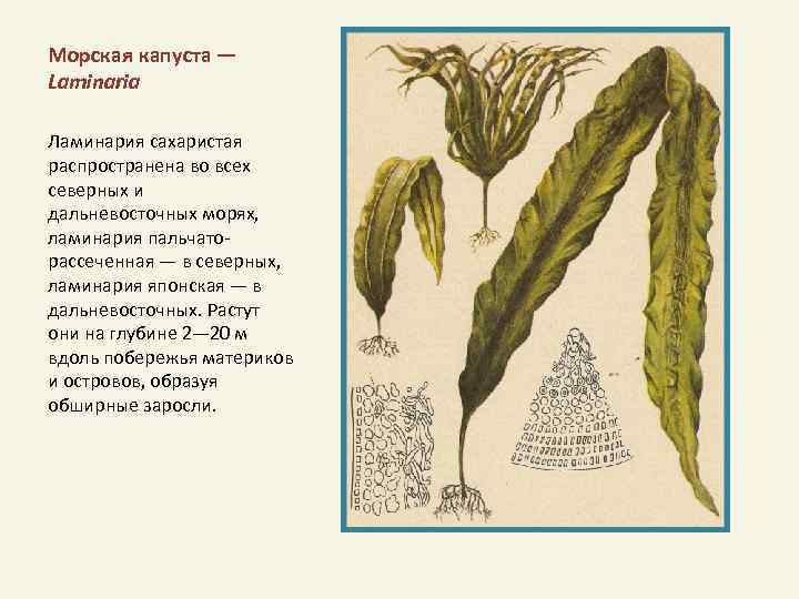 Морская капуста — Laminaria Ламинария сахаристая распространена во всех северных и дальневосточных морях, ламинария