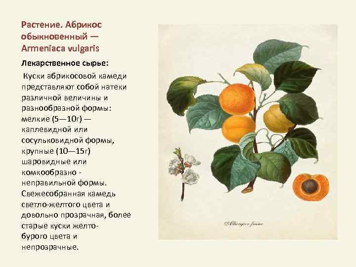 Моя любовь абрикоса текст. Абрикос обыкновенный. Абрикос обыкновенный armeniaca vulgaris. Абрикос обыкновенный презентация. Абрикос обыкновенный описание.